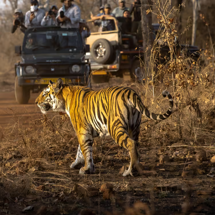 Tiger on a forest track in Sariska Tiger Reserve